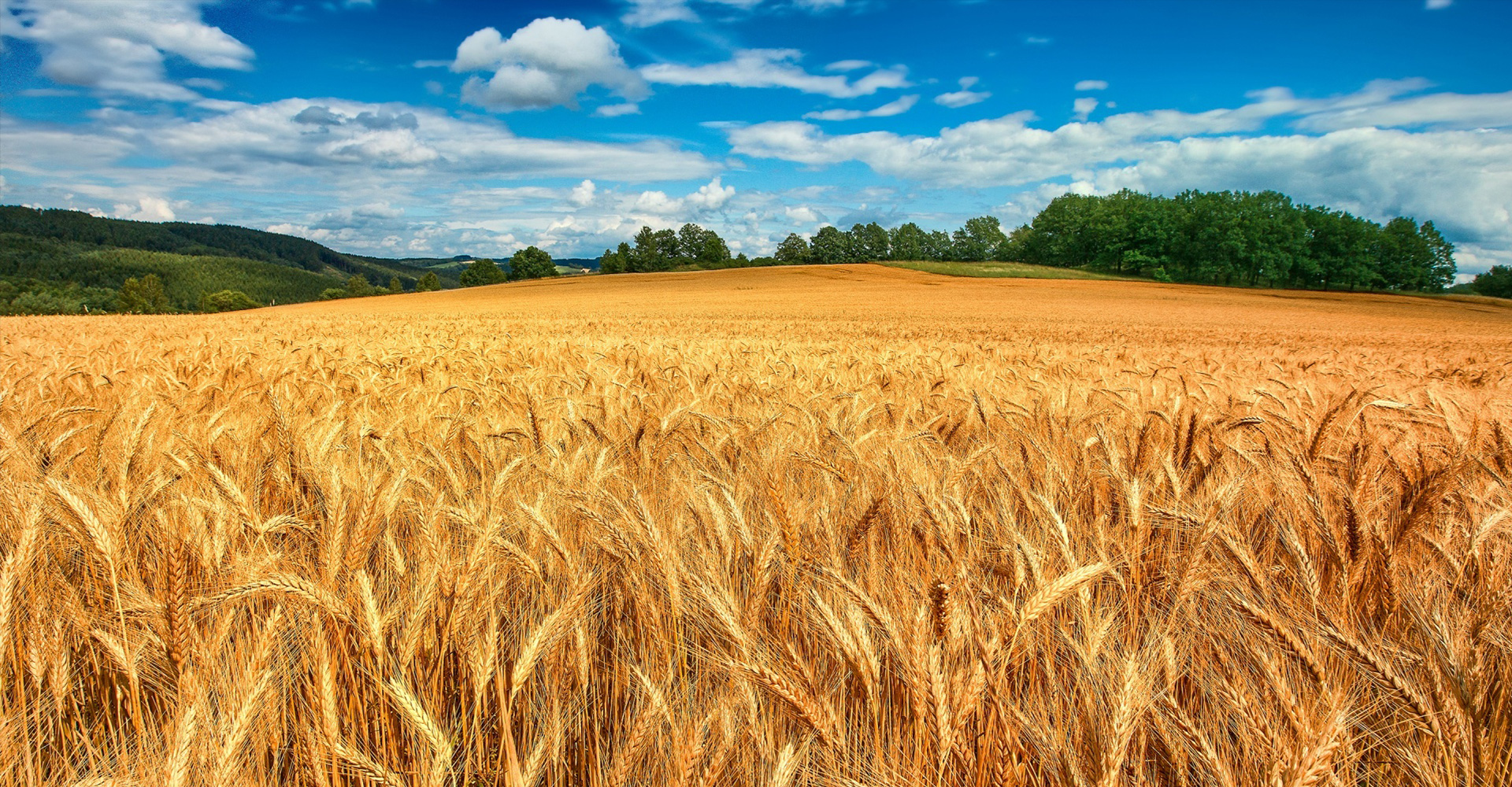 SOSTEGNO AGLI IMPRENDITORI AGRICOLI